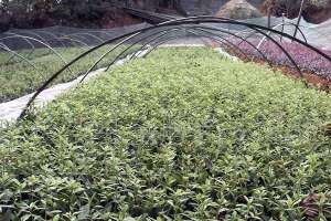 绿化用苗规格越大越好？不是这样的！