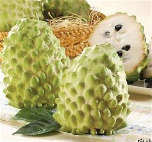 怎样种好释迦