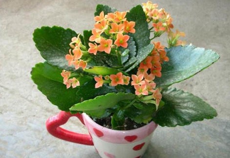 长寿花 长寿花