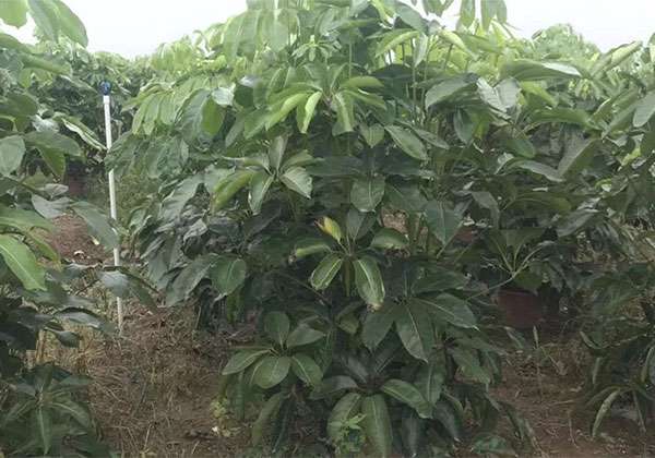 别人家的苗木卖了好价钱5.jpg