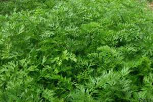 大棚茼蒿种植技术