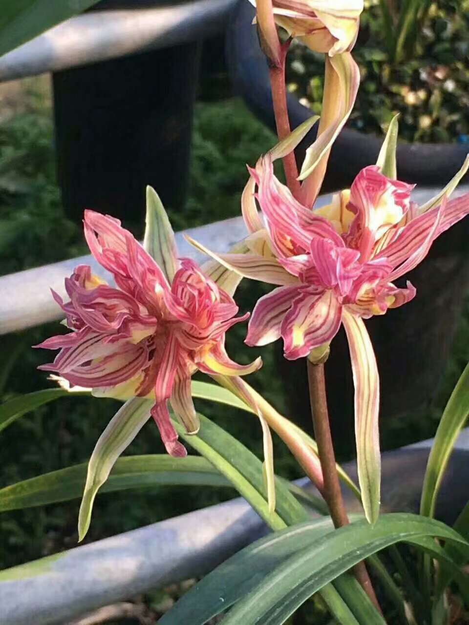 兰花开花 兰花开花