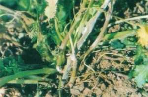 香菜种植：什么是香菜白粉病？