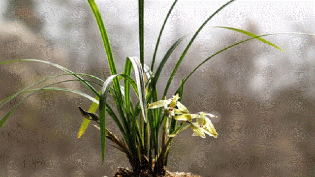 怎样识别珍稀野生兰花 怎样识别珍稀野生兰花