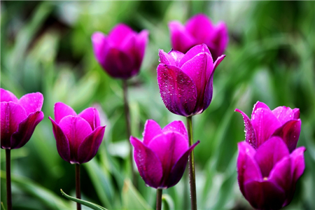 郁金香花海 郁金香花海