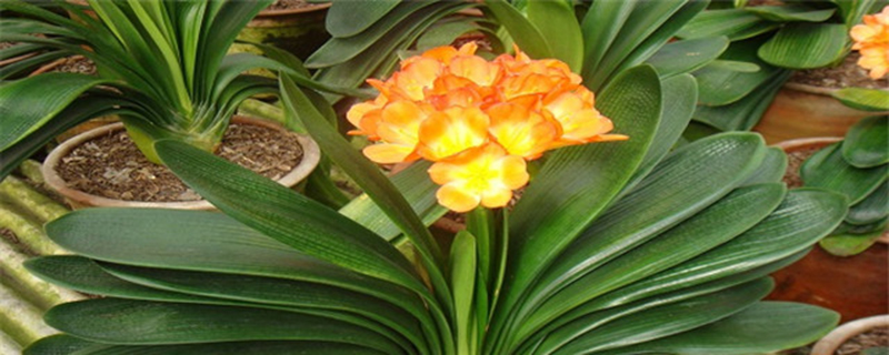 种植君子兰用什么土好 种植君子兰用什么土好