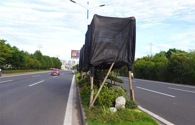 苗木防晒.jpg