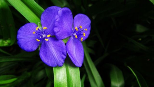 紫露草的花语和传说 紫露草的花语和传说