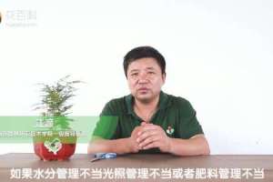 文竹叶子发黄的常见原因和处理方法