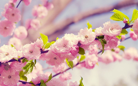 樱花 樱花