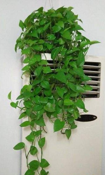 绿萝 绿萝