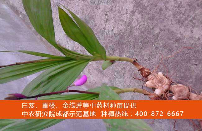 白芨的种植前景