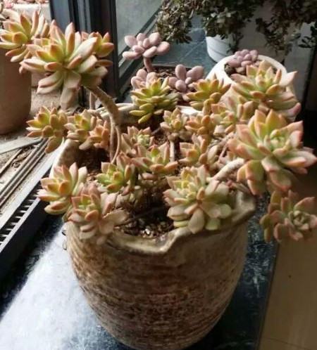 多肉水培换水注意事项 多肉水培换水注意事项