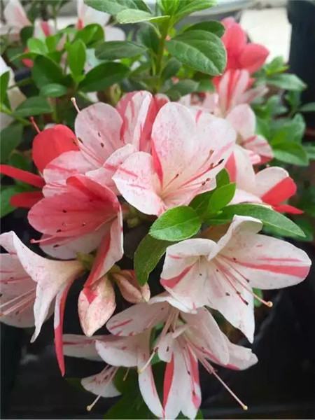 杜鹃花 杜鹃花