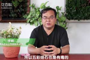 五彩络石有毒吗