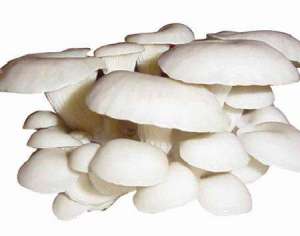 反季节平菇高效栽培技术要点