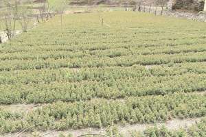 从百到亿 小小苗木托起致富路