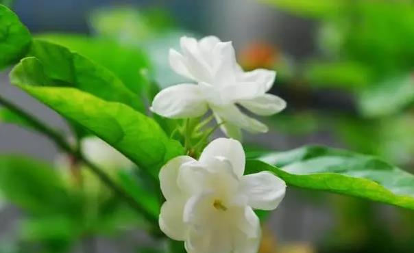 茉莉 茉莉