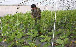 春夏秋冬四季大棚黄瓜种植技术