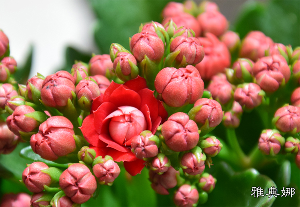 长寿花 长寿花