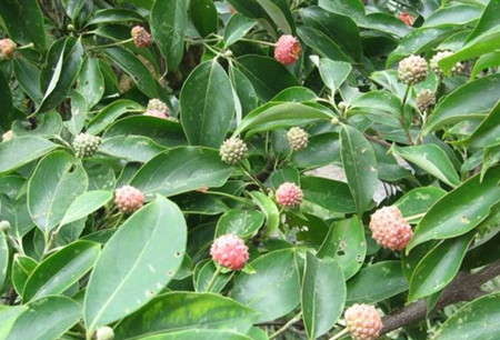 秀丽香港四照花 秀丽香港四照花