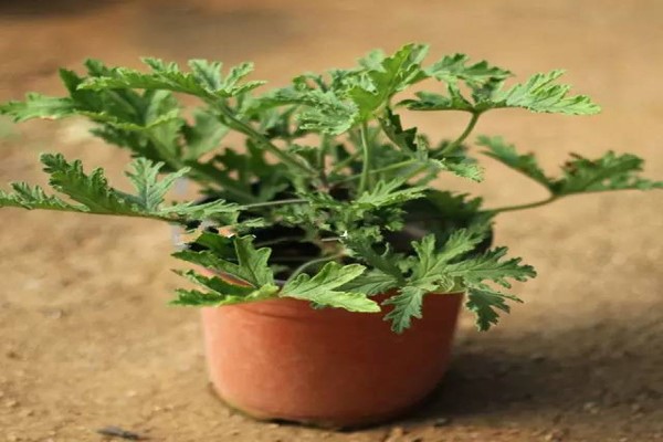 驱蚊草怎么水培 驱蚊草怎么水培