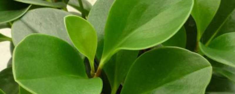 碧玉花的养殖方法和注意事项 碧玉花的养殖方法和注意事项