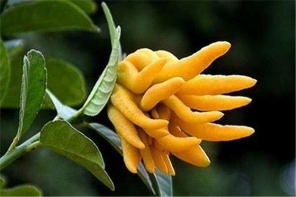 佛手的花语和象征意义 佛手的花语和象征意义
