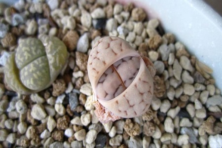 生石花 生石花