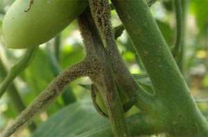 樱桃番茄灰霉病症状、产生规律及防治措施_樱桃番茄灰霉病