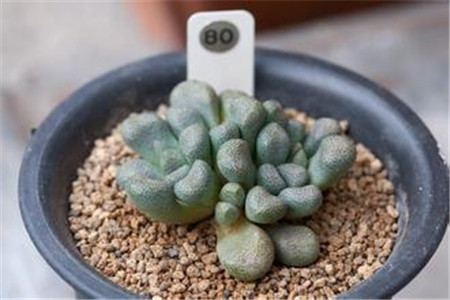 唐扇的繁殖方式:播种 唐扇的繁殖方式:播种
