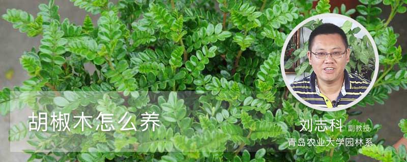 胡椒木怎么养
