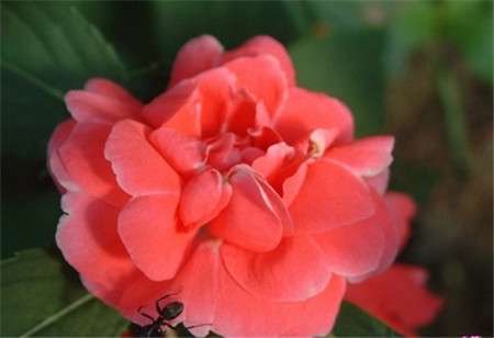 家有孕妇最好还是别养凤仙花了 家有孕妇最好还是别养凤仙花了