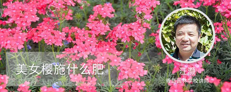 美女樱施什么肥 美女樱施什么肥