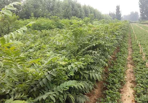 别人家的苗木卖了好价钱4.jpg