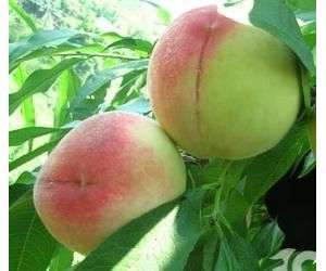 中华寿桃病虫害防治