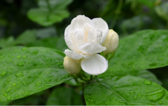 清晨的茉莉 清晨的茉莉