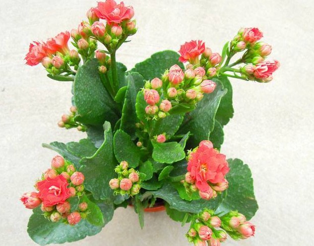 长寿花 长寿花