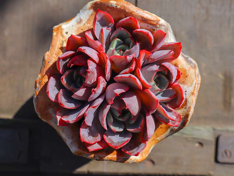 赫拉 Echeveria hera 赫拉 Echeveria hera