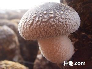 怎么给香菇接种?