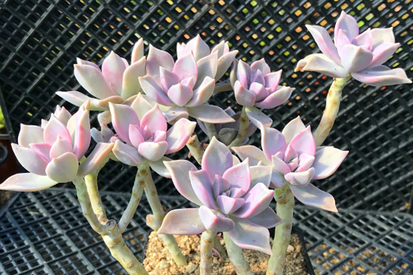 多肉植物
