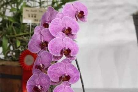 蝴蝶兰 蝴蝶兰