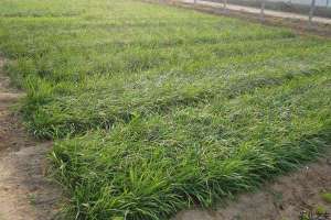 秋冬油麦菜种植的技术要点