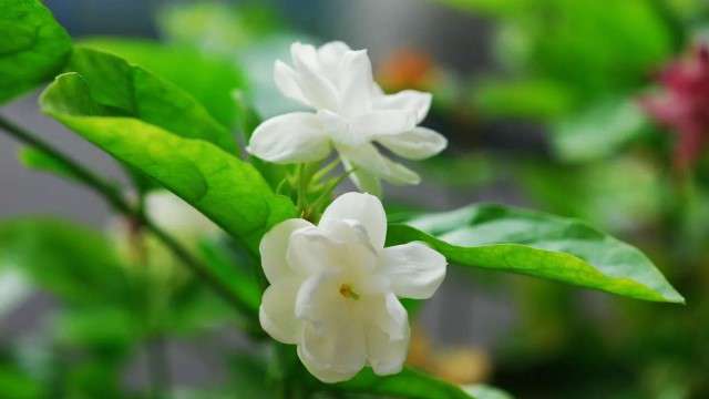 茉莉的花香对人有害吗 茉莉的花香对人有害吗