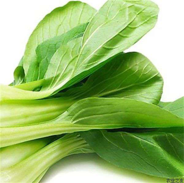 油菜籽贮藏法解析