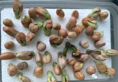 花生的新芽 花生的新芽