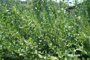 蓝莓种植要注意什么？