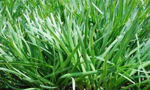 韭菜秋季田间种植技术与管理