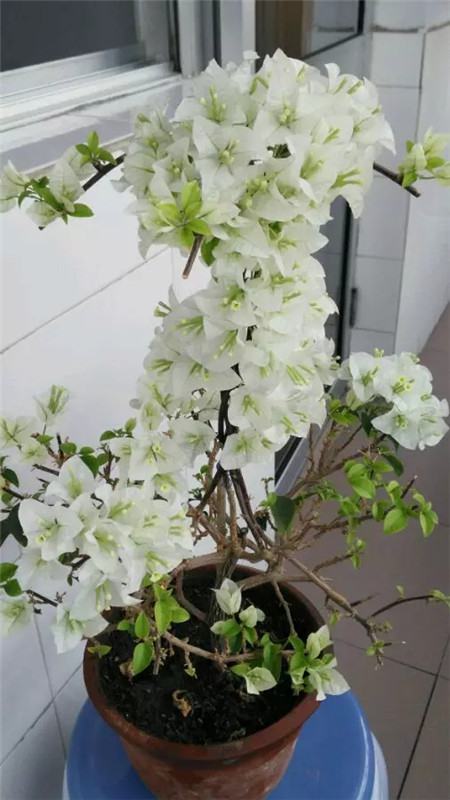 三角梅 三角梅