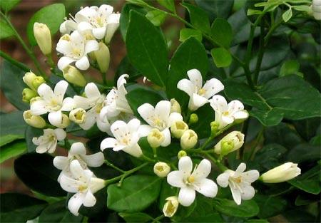 万里香的花语和象征代表意义 万里香的花语和象征代表意义